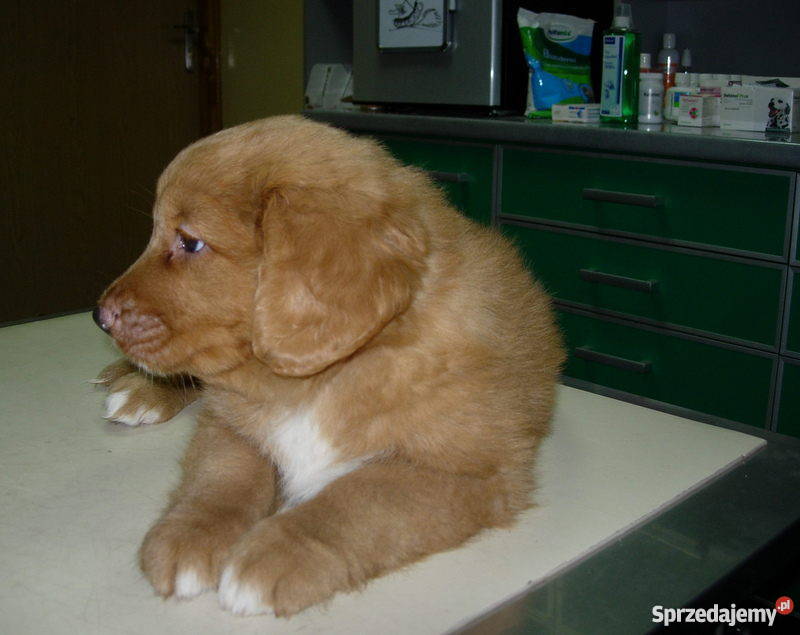 Rezerwacja szczeniaka Nova Scotia Duck Tolling Bielsko-Biała