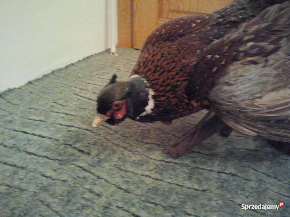 Wypchany bażant Milanówek sprzedam