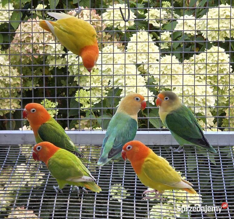 Nierozlaczka Fischer nierozłączki młode do Katowice sprzedam