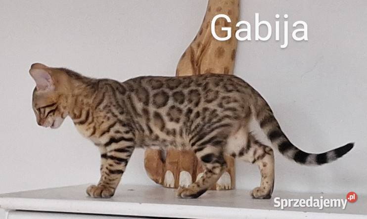 Perfekcyjna kotka bengalska Gabija Konin