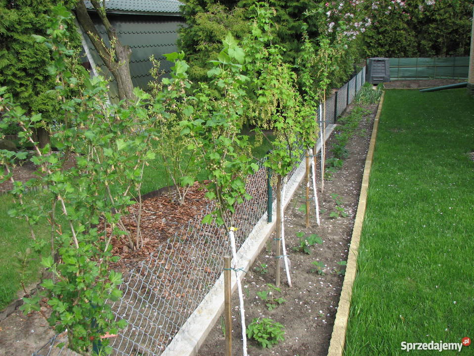 Działka rekreacyjna w Nekli Nekla