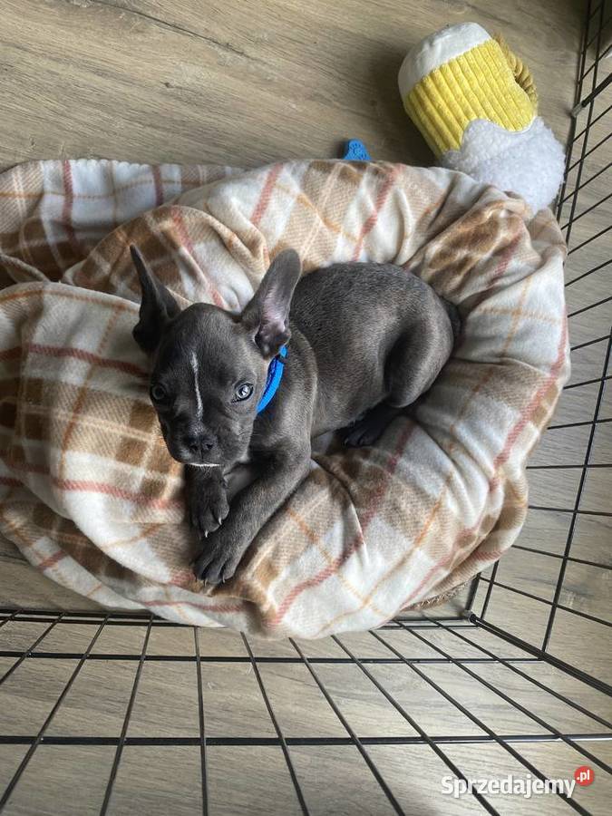 Buldog francuski wszystko co potrzebuje