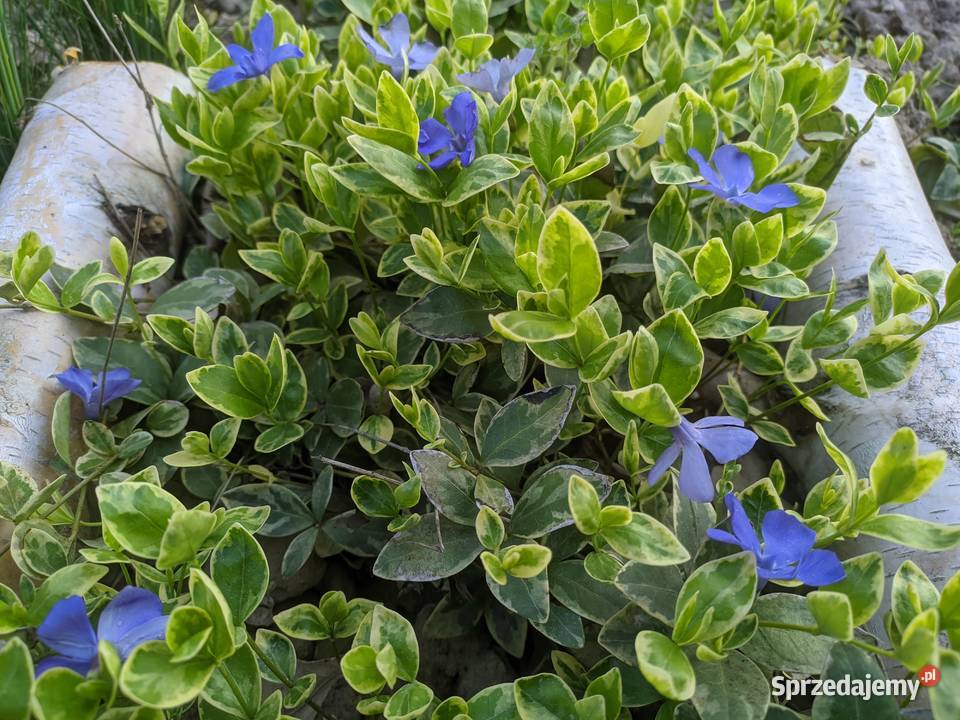 Barwinek Variegata Lublin sprzedam