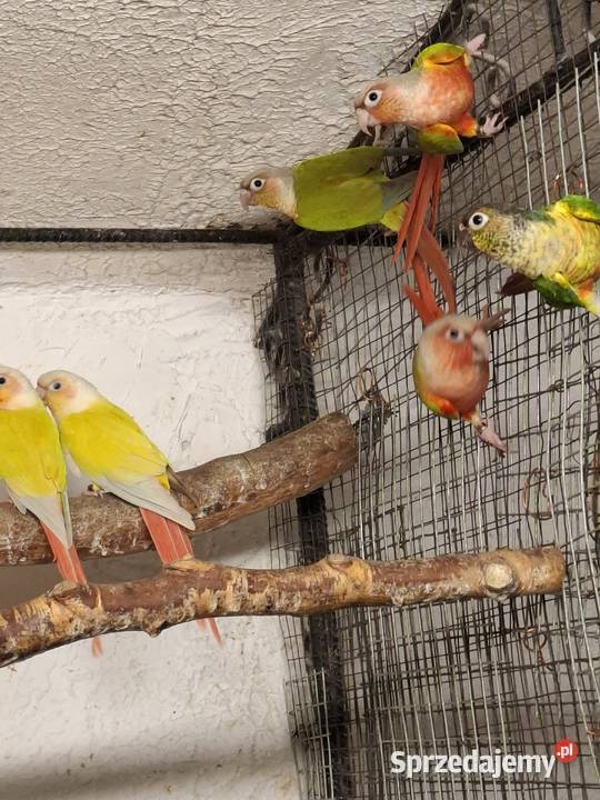 rudosterka zielonolica aleksandretta obrożna Ptaki śląskie