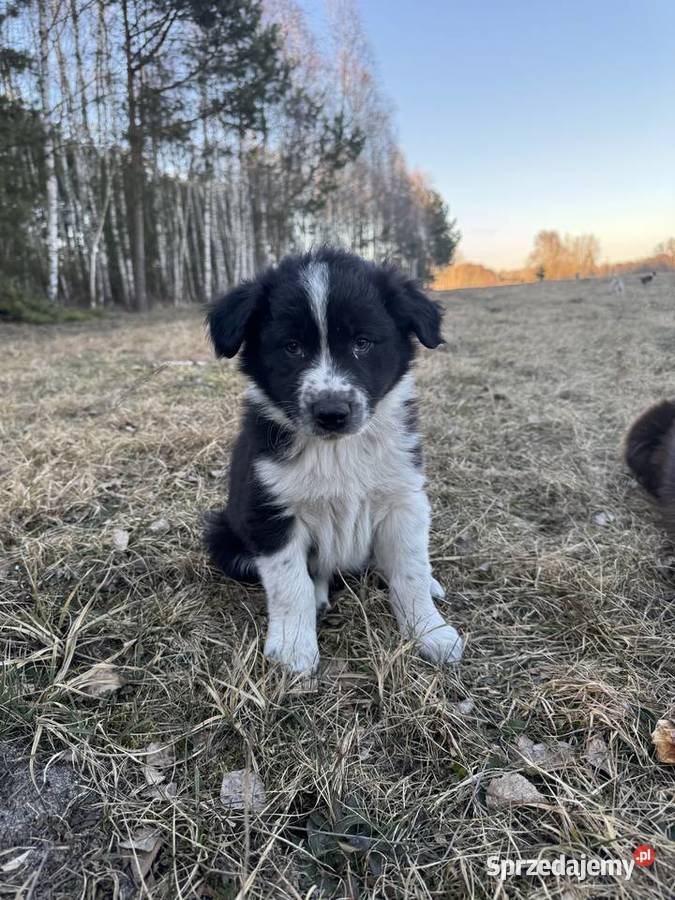 Szczeniaki Border Collie z rodowodem gotowe do Pajęczno