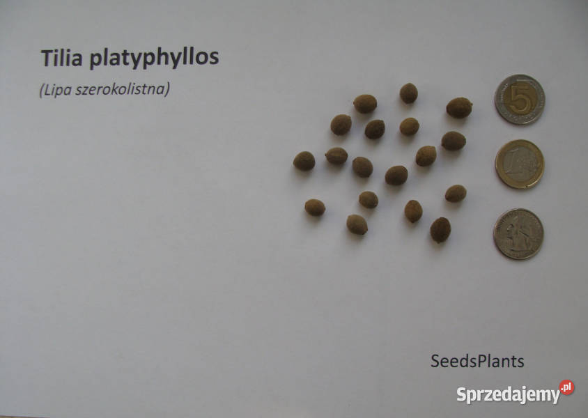 LIPA SZEROKOLISTNA Tilia platyphyllos NASIONA 50
