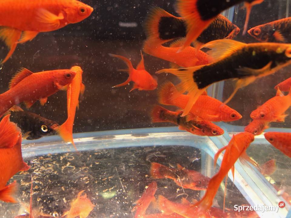 Alpha Mieczyk Red Ruby łódzkie Justynów