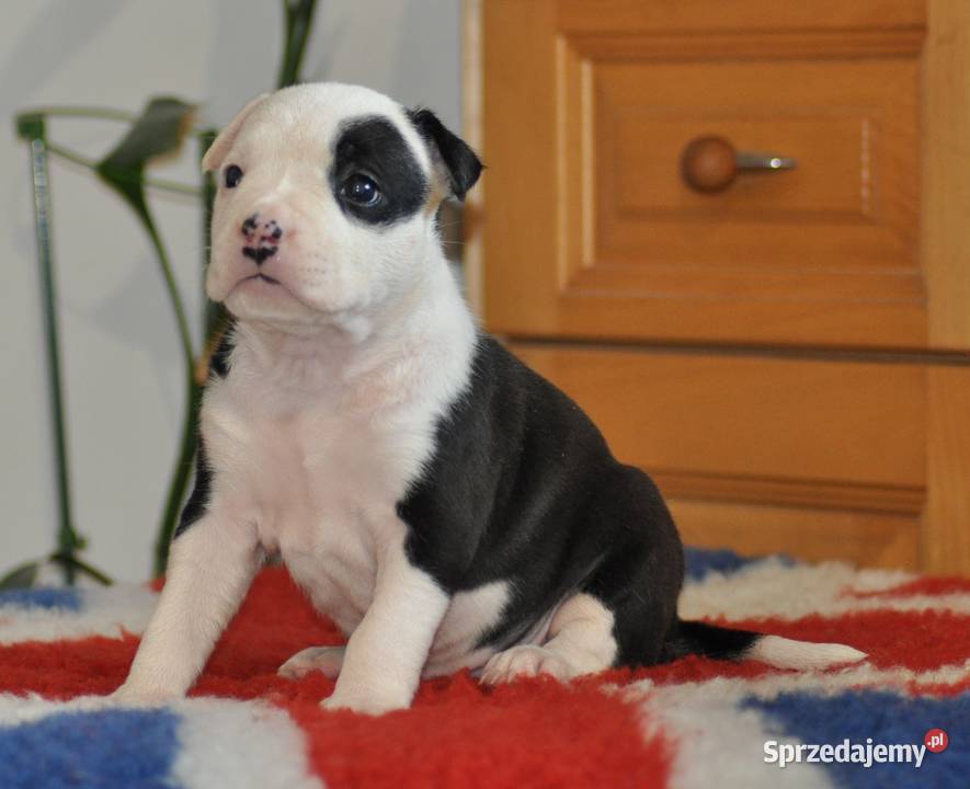 Amstaff ZKWP FCI śliczna suczka