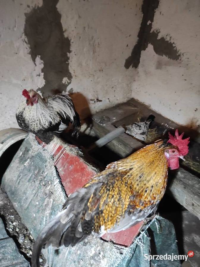 Koguty drób tanio Bochnia