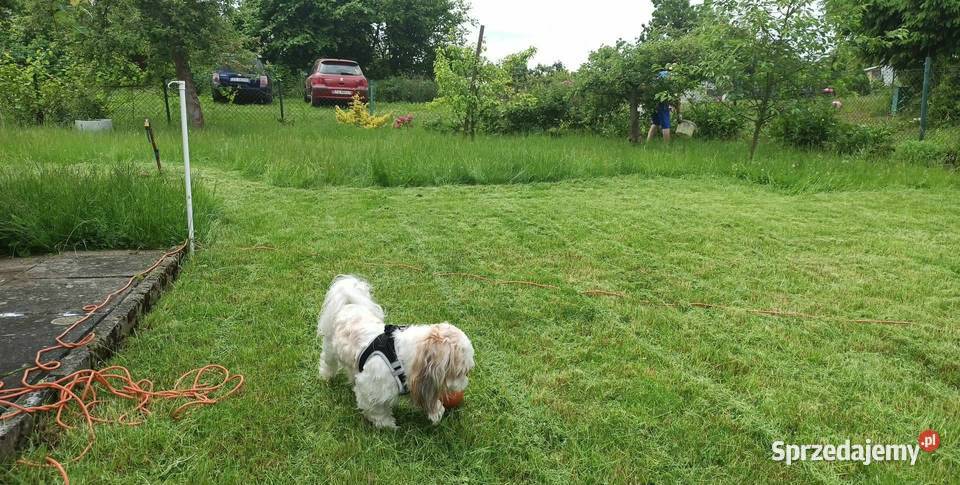 Działka ROD NEPTUN Szosa Polska Grunty i działki Szczecin