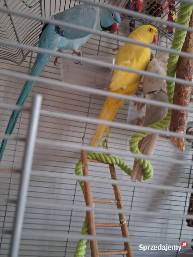 Aleksandreta obrozna para