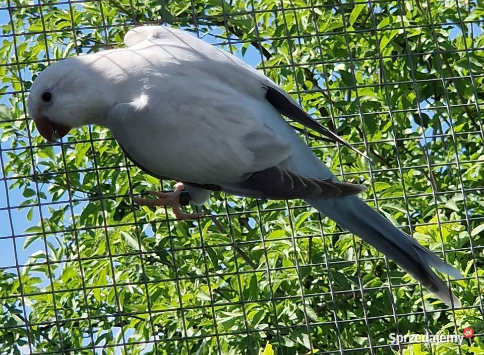 Mnicha Nizinna łatwo się oswaja i można nauczyć Katowice