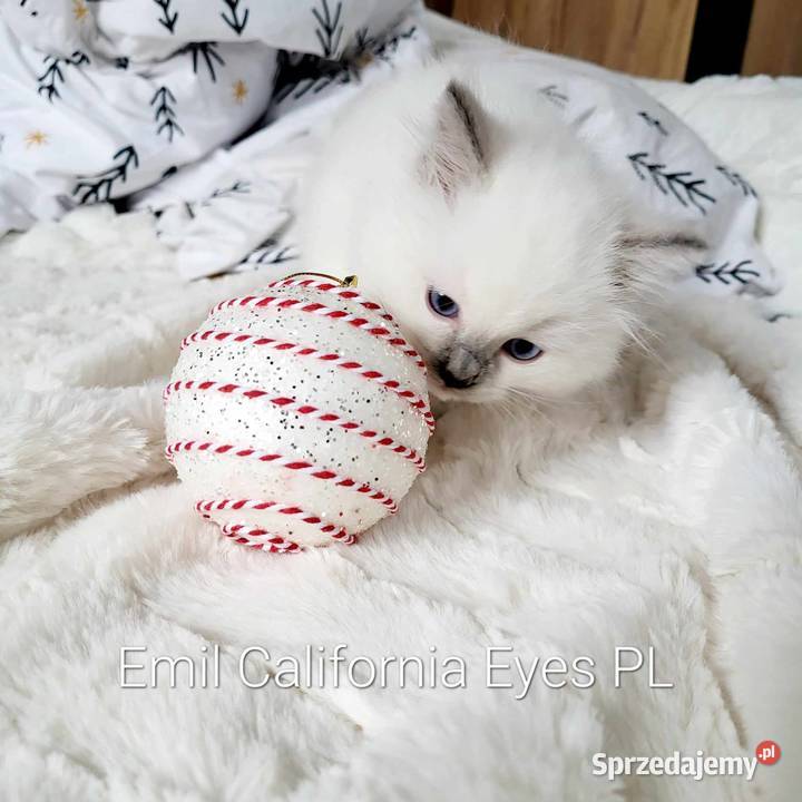 Mięciutki Ragdoll Emil California Eyes Ragdoll