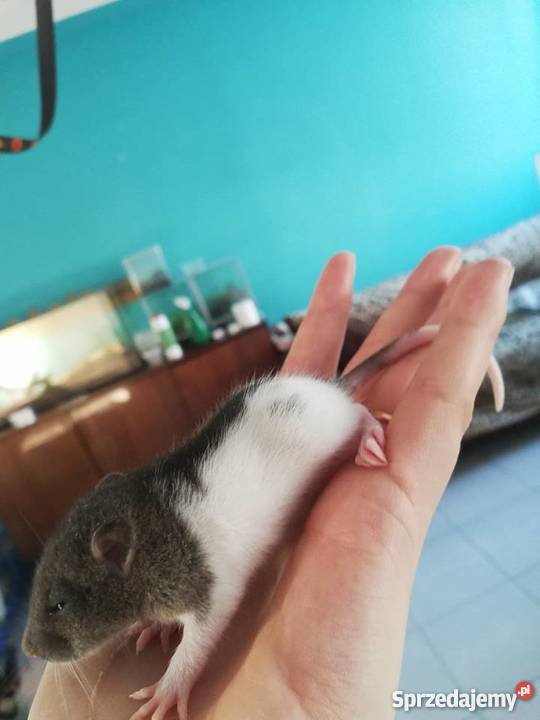 Szczury Szczurki świętokrzyskie Kielce