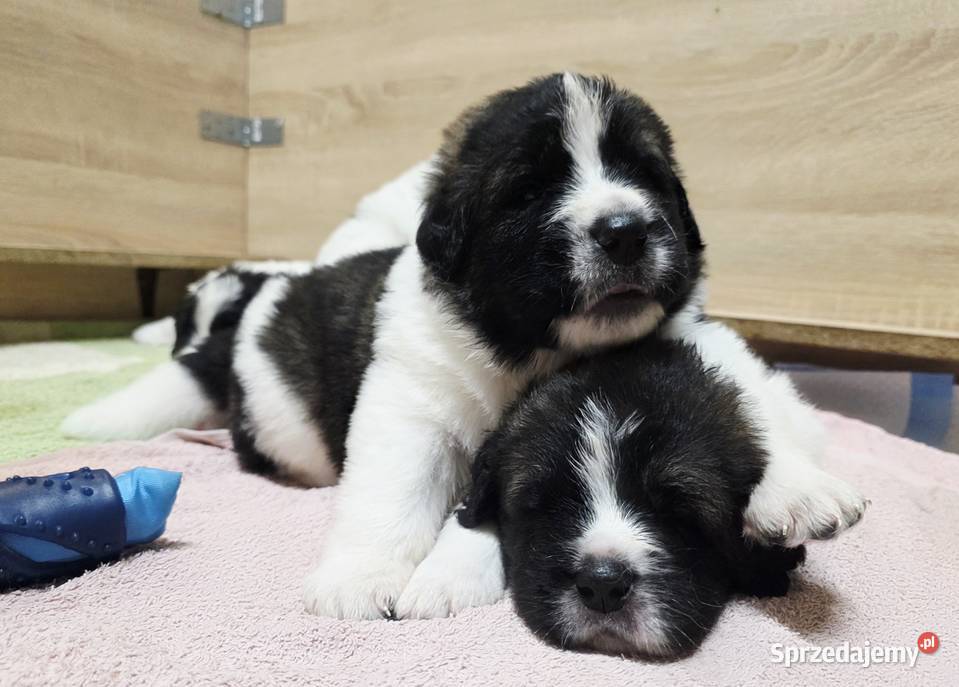 MASTIF PIRENEJSKI ZKWP FCI Arentowo