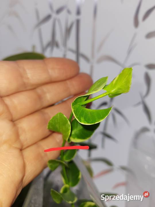 Hoya cummingiana albomarginata hoja Warszawa