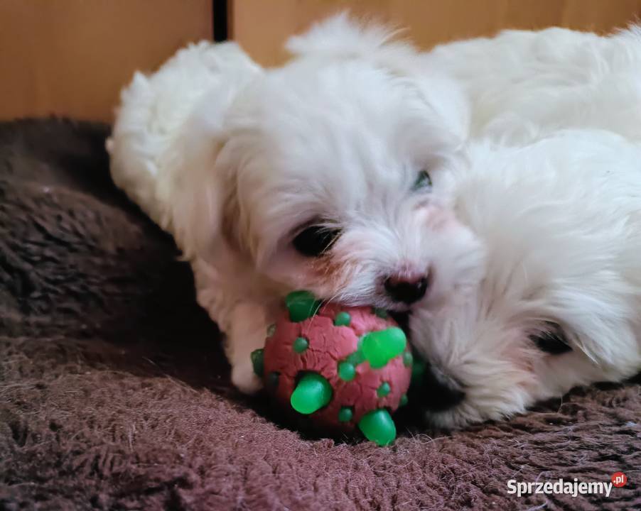 Maltańczykśliczna malutka sunia