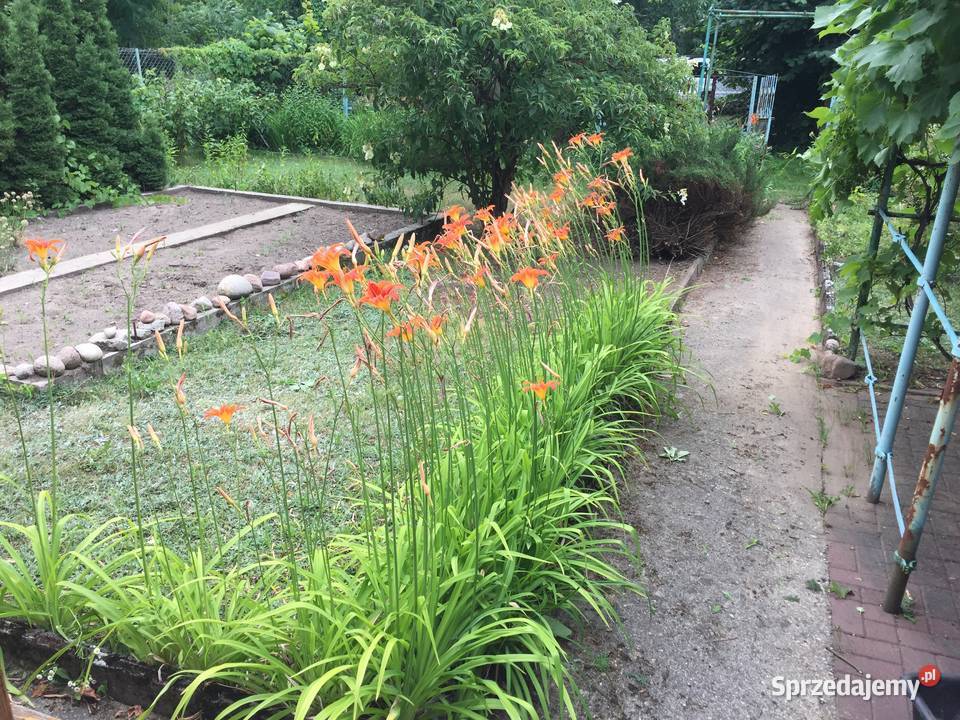 Sprzedam działkę ROD Jaroszówka Białystok