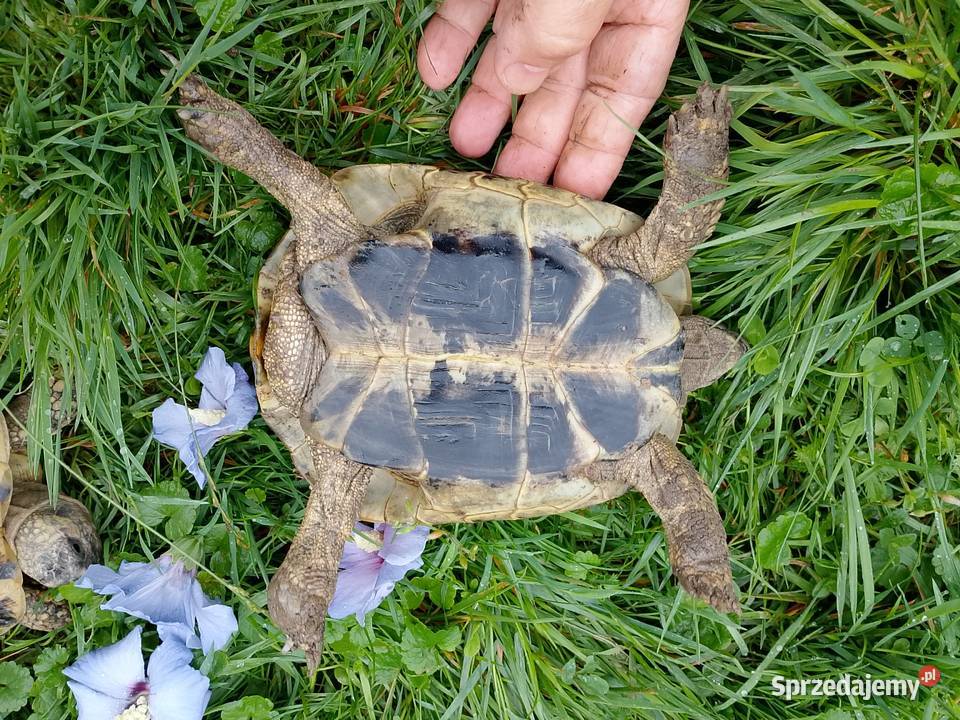 Żółw grecki samica i samiec dorosłe Bielsko-Biała