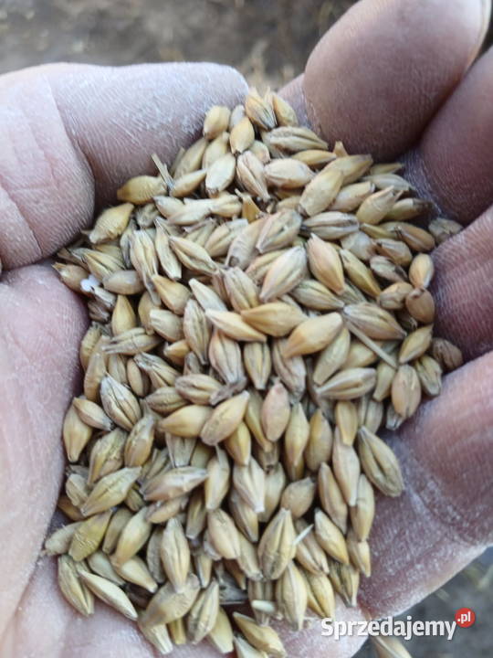 Jęczmień jary Wielobycz