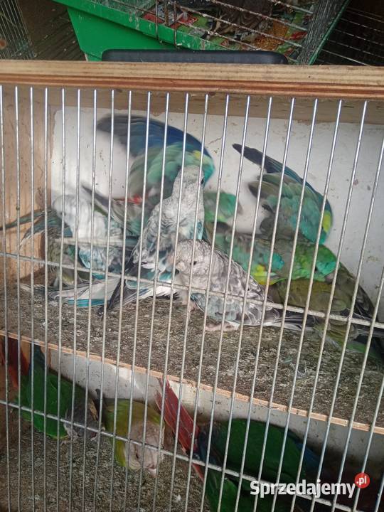 Świergotki kozy sprzedam