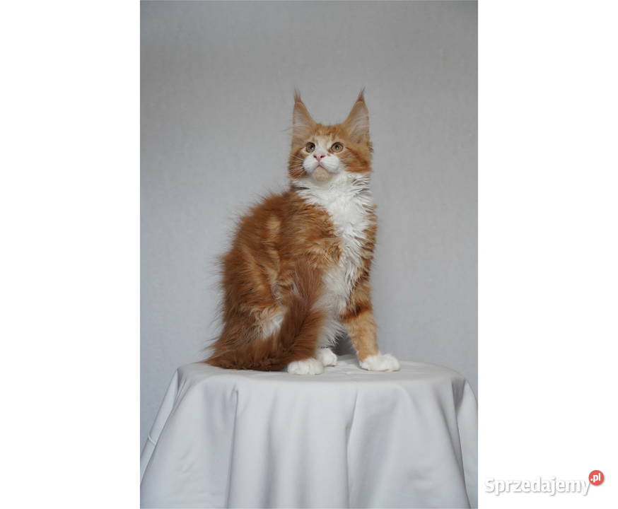 Kocurek Maine Coon FPL małopolskie Kraków