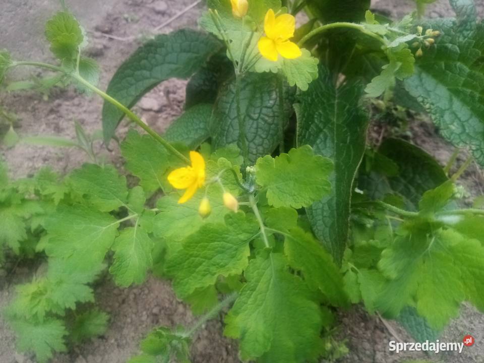 Malwa kosmos bluszczyk krokosmi ślaz 3st