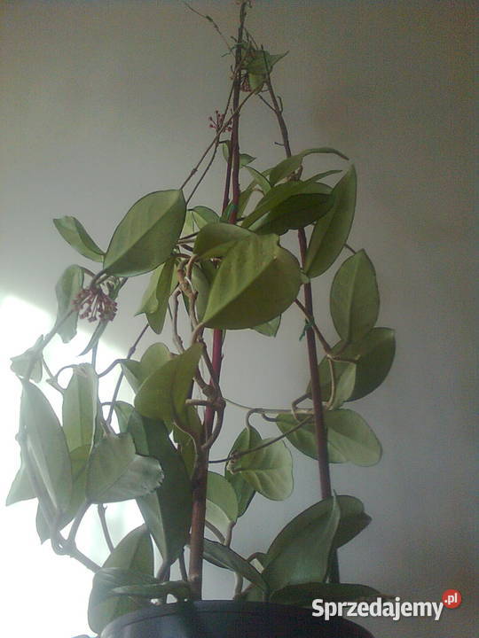 sprzedam hoja różowa Lublin