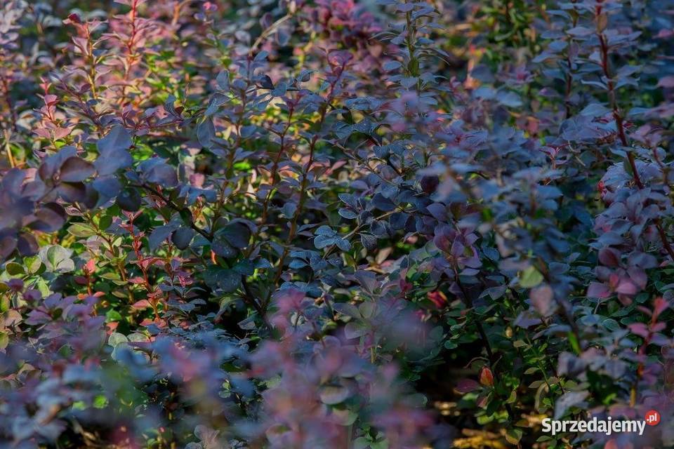 Berberys Thunberga Atropurpurea 2030 donica 3 l sprzedam