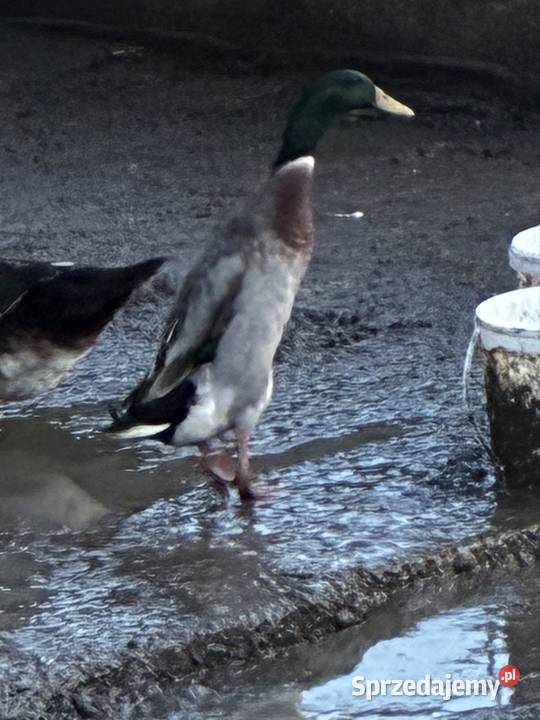 Sprzedam kaczora rasy biegus wielkopolskie Ostrzeszów