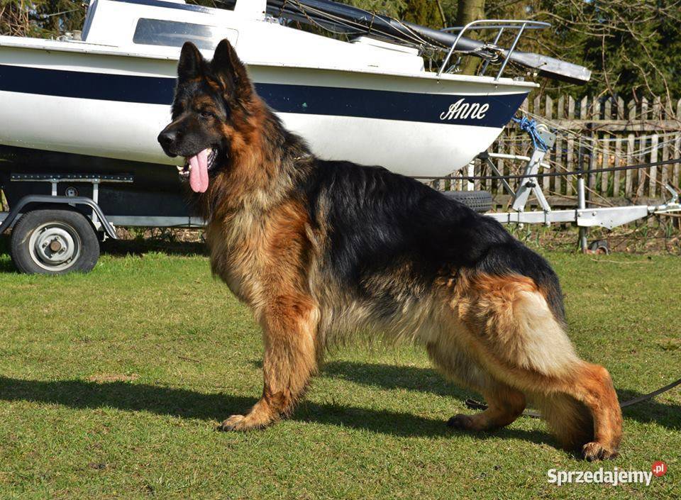 Owczarek owczarki niemieckie Prześliczne