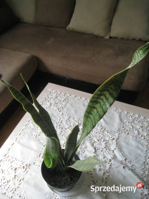Sansevieria wężownica skutecznie oczyszcza
