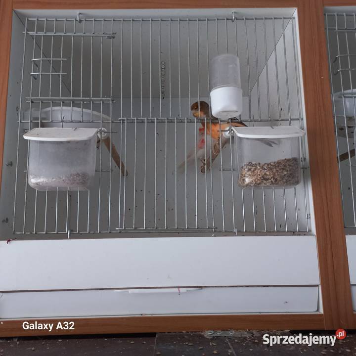 Kanarki młode i dorosłe Garwolin