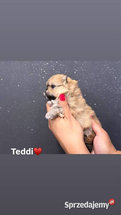 Szpic miniaturowy Pomeranian samiec MIŚ Zwierzęta