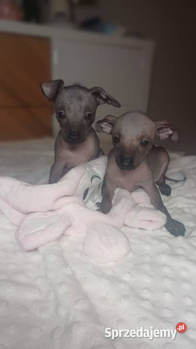 Nagi pies meksykański Xolo Xoloitzcuintle mazowieckie Pomiechówek