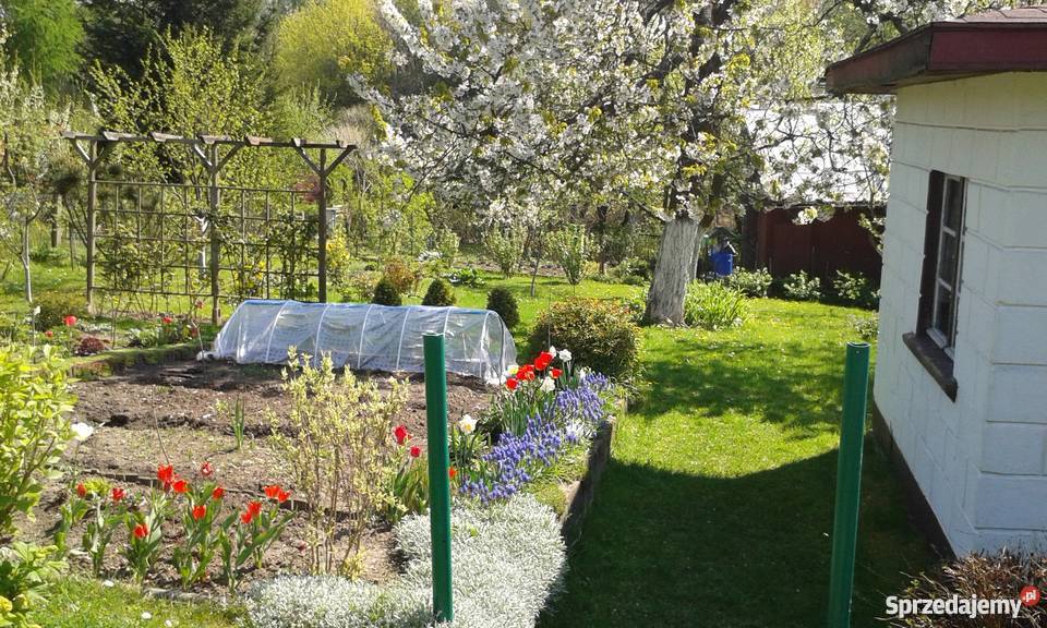 Działka rekreacyjna na ROD Skarbówek zachodniopomorskie Szczecin