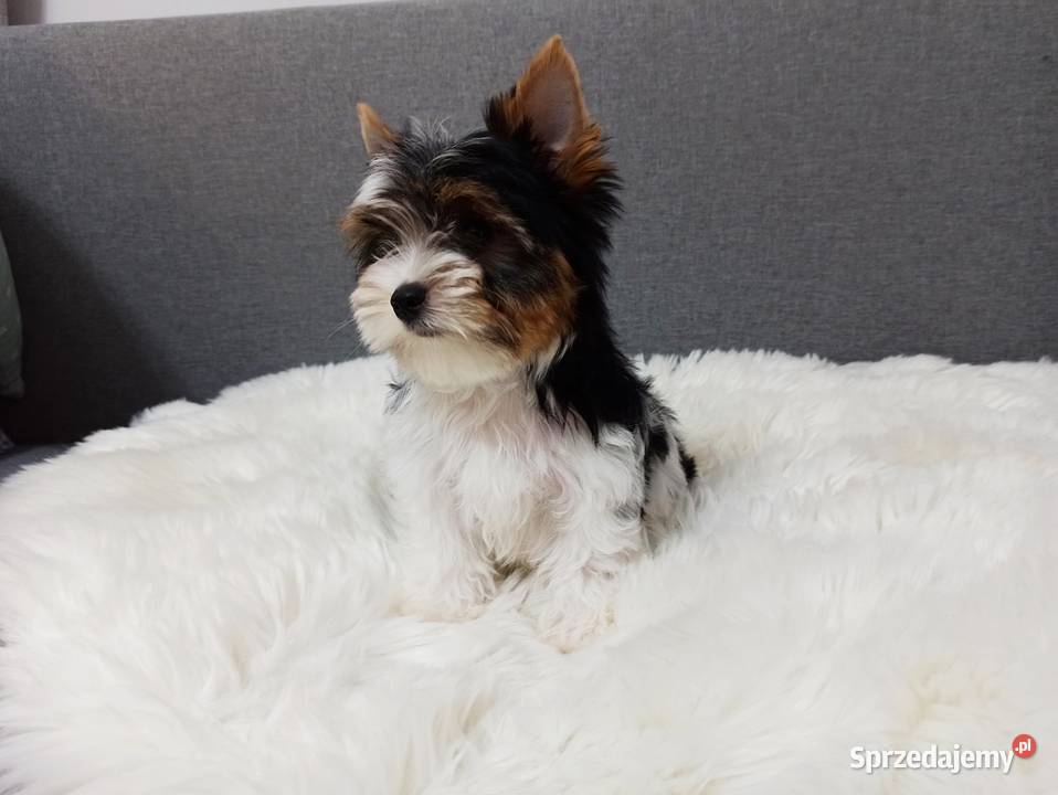 Do odbioru York Biewer 100 Rodowód IHR Czip BEZ Warszawa