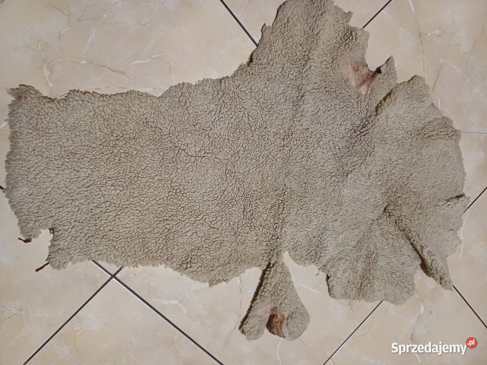 Skóra owcza różne wymiary krótko strzyżone Siedlce