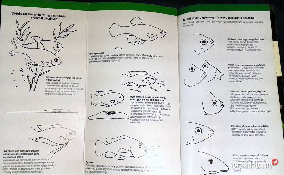 Ryby akwariowe Rozpoznawanie i utrzymanie Thomas Chełm