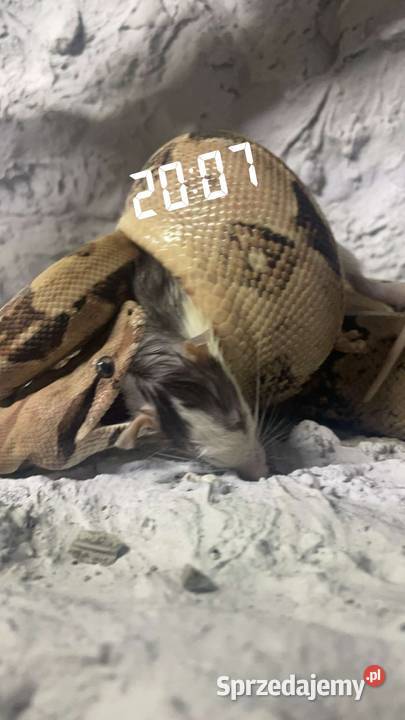 Samiec Boa imperator zachodniopomorskie sprzedam