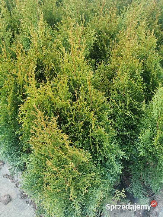 Tuja szmaragd żywotnik smaragd Chrzanowo-Bronisze
