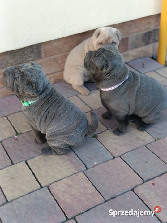 Szczenięta shar pei rodowód Wyszków