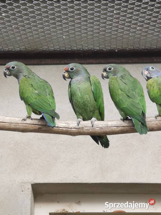 Piony niebieskogłowe z 2025r Rypin sprzedam