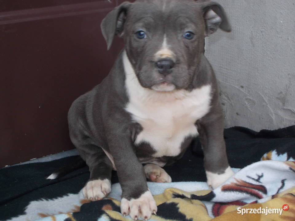 AmstaffBlue Suczki mazowieckie Płock