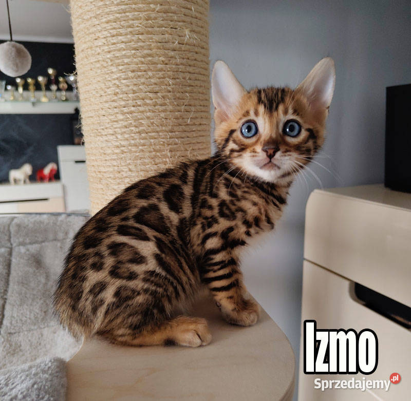Kocięta bengalskie z rodowodem Bengalski Rogów