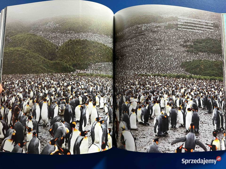 Książka Nurkowa Antarktyka Podwodne Zauroczenie śląskie Bytom