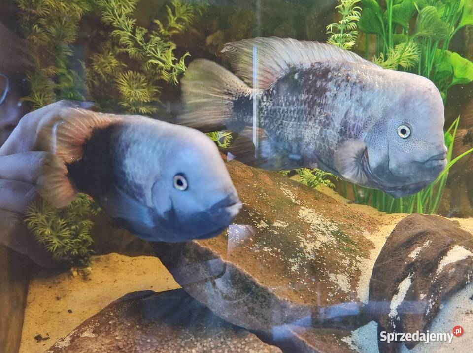 Pielęgnica Vieja breidohri Międzyrzecz