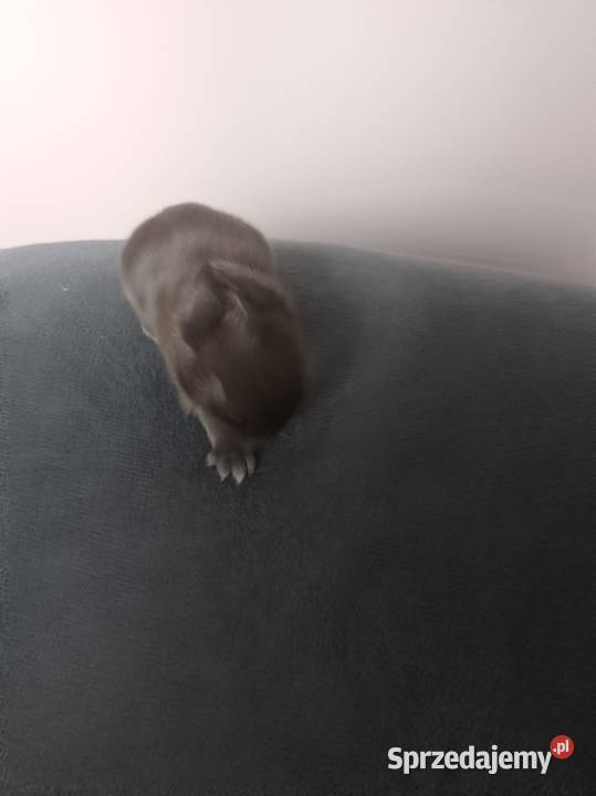 Króliczki miniaturki