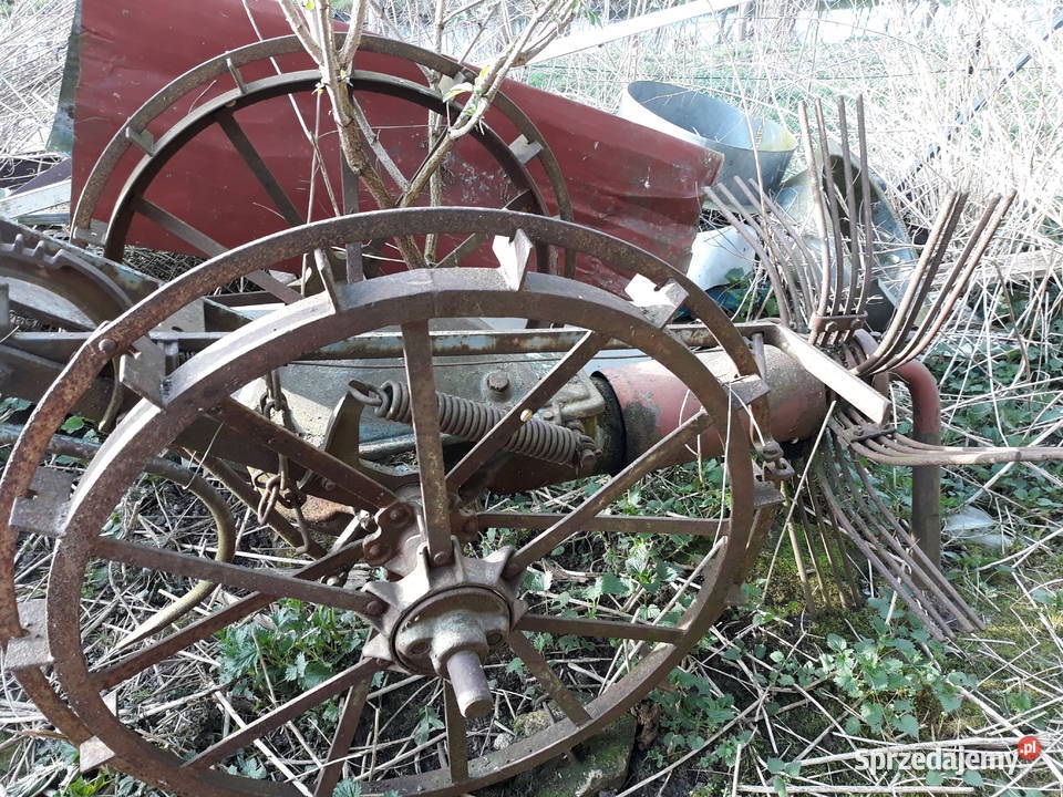 kopaczka konna nieuszkodzony Czerniejów