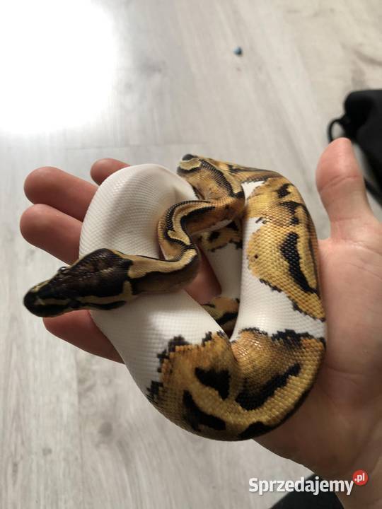 Pyton Królewskie Piebald Wrocław